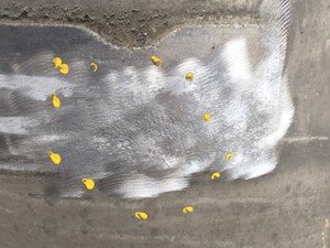 P-1615 - Image 3